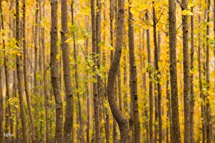 تقرير مصور | طبيعة الخريف في غابة 