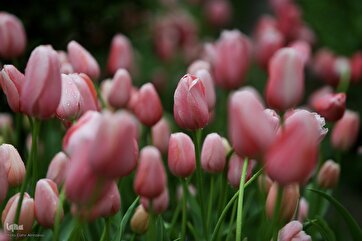 Colorful Blooms in Pictures: Tourists Delight in Tehran’s Tulip Garden