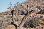 Violencia en Cisjordania: colonos israelíes arrasan olivos palestinos