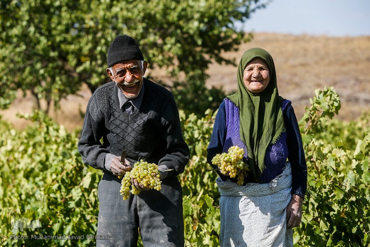 انگور؛ سرآمد میوه‌های بهشتی