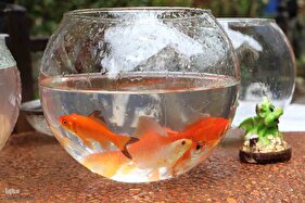 بوی عید در بازار تبریز