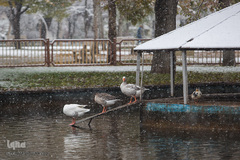 بارش اولن برف پاییزی در قزوین