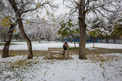 بارش اولن برف پاییزی در قزوین